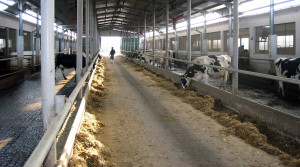 Ferma_vaci_4