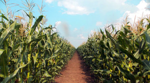 Ferma_vegetala_6